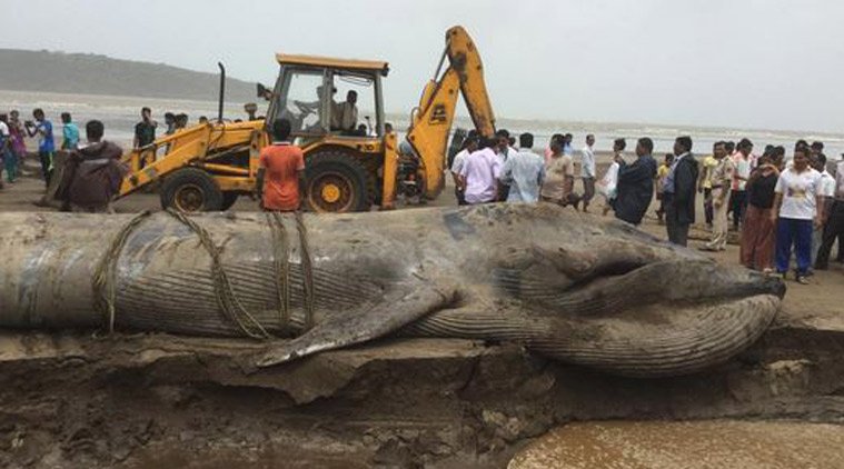 व्हेल, ब्लू व्हेल, अलीबाग, मुंबई, ब्लू व्हेल की मौत, whale, blue whale, whale dead, Whale mumbai, Whale alibaug, Blue whale Mumbai, blue whale death mumbai, mumbai beach blue whale death, Blue whale beach mumbai, Blue whale alibaug beach, Mumbai news, india news, latest news, environment news