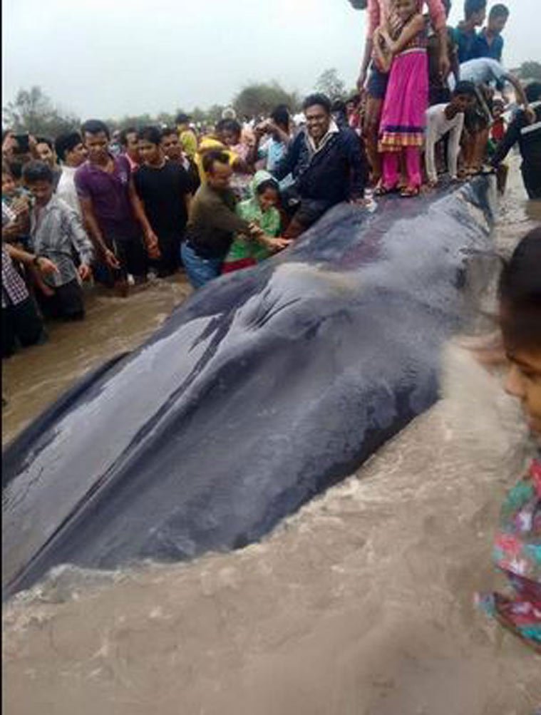 व्हेल, ब्लू व्हेल, अलीबाग, मुंबई, ब्लू व्हेल की मौत, whale, blue whale, whale dead, Whale mumbai, Whale alibaug, Blue whale Mumbai, blue whale death mumbai, mumbai beach blue whale death, Blue whale beach mumbai, Blue whale alibaug beach, Mumbai news, india news, latest news, environment news