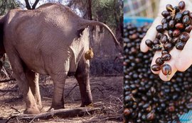 कॉफी, हाथी का गोबर, गोबर, अजीब गरीब खबर, elephant dung, coffee, Black Ivory Coffee, most expensive coffee, odd news, weird news, interesting news