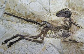 चीन, डायनोसॉर , Bird-like dinosaur, Bird-like dinosaur china, Zhenyuanlong suni, Velociraptor, Bird-like dinosaur discovery, Bird-like dinosaur china discovery, Bird-like dinosaur china, dinosaur, dinosaur china, Bird-like dinosaur news, dinosaur news, science news, new discovery news, world news
