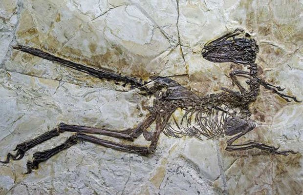चीन, डायनोसॉर , Bird-like dinosaur, Bird-like dinosaur china, Zhenyuanlong suni, Velociraptor, Bird-like dinosaur discovery, Bird-like dinosaur china discovery, Bird-like dinosaur china, dinosaur, dinosaur china, Bird-like dinosaur news, dinosaur news, science news, new discovery news, world news