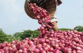 प्याज, प्याज की कीमत, Onions, Onion Price, Business News