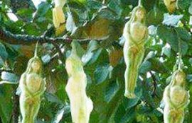 नारीपोल, नारी शरीर आकार फूल, अद्भूत फूल, Nareepol Flower, nareepol tree, nareepol tree fake, woman tree, odd news, weird news