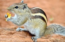 Police arrested squirrels, squirrel, Germany, women complaint, botrup city, world news