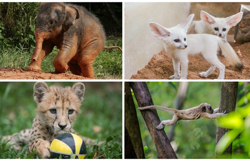 सिंगापुर के वाइल्डलाइफ पार्क्स में साल 2016 में 600 नन्हे मेहमानों ने अपने कदम रखे। इनमें कुछ जानवर या पक्षी ऐसी प्रजाति के भी हैं, जो कि तेजी से खत्म हो रही है। इन मेहमानों में सुण्डा छिपकली, छोटा कछुआ, सूंड वाला बंदर, बाली मैना, काले पंखों वाली मैना शामिल हैं। आगे तस्वीरों में देखिए, साल 2016 में कौन-कौन से जानवर इस दुनिया में आए...