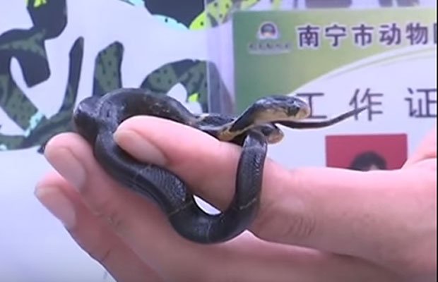 कोबरा सांप, कोबरा सांप वीडियो, दक्षिण चीन, स्नेक फॉर्म, Cobra Snake, Cobra Snake Video, South China, China, Snake Form