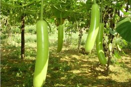 profit of bottle gourd, health news, green vegitable