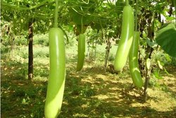 लौकी खाइए, स्वस्थ रहिए
