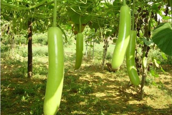 लौकी खाइए, स्वस्थ रहिए