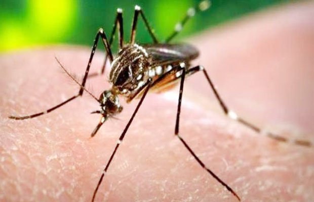 DENGUE, DELHI, CASE, 2, SOUTH DELHI, NORTH DELHI, EAST DELHI