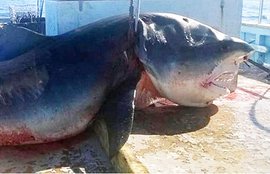 शार्क, टाइगर शार्क, ऑस्ट्रेलिया बीच, शार्क पोटो, Shark, Tiger Shark, Australia Beach, Shark Photos
