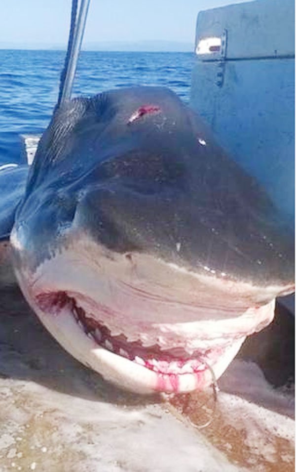 शार्क, टाइगर शार्क, ऑस्ट्रेलिया बीच, शार्क पोटो, Shark, Tiger Shark, Australia Beach, Shark Photos