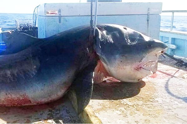 शार्क, टाइगर शार्क, ऑस्ट्रेलिया बीच, शार्क पोटो, Shark, Tiger Shark, Australia Beach, Shark Photos