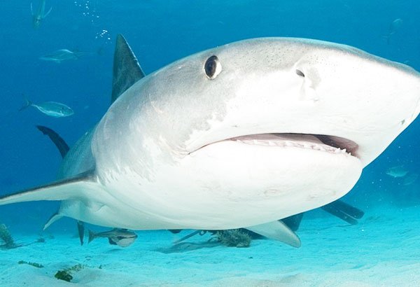 शार्क, टाइगर शार्क, ऑस्ट्रेलिया बीच, शार्क पोटो, Shark, Tiger Shark, Australia Beach, Shark Photos