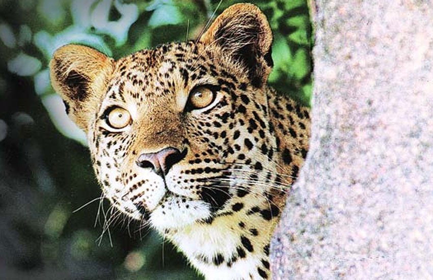 America, Bengal Tigers, India