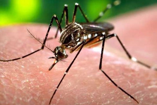 डेंगू, डेंगू मच्छर, डेंगू दिल्ली, दिल्ली, dengue, dengue delhi, delhi dengue, dengue cases in delhi, delhi dengue cases, dengue deaths in delhi, dengue, mosquitoes, dengue-transmitting mosquitoes, sex-switching mosquito gene, mosquito gene, mosquito, deadly dengue, delhi news, india news