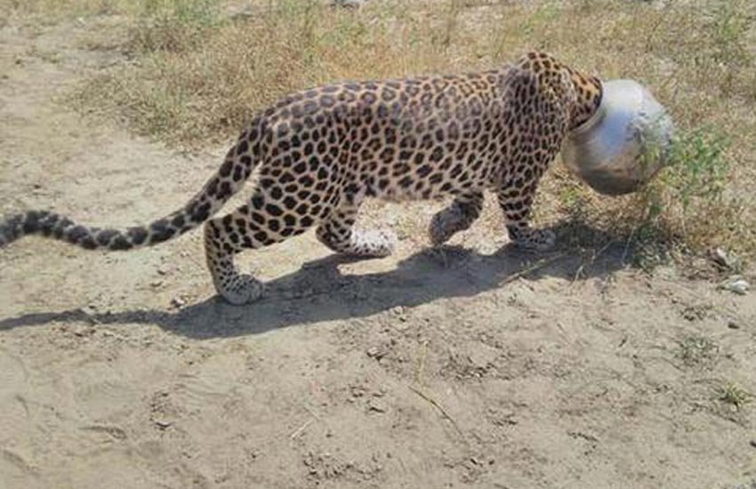 Leopard, Rajsamand, Leopard Haed, Leopard Video, Leopard stuck, Leopard water