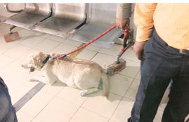 somnath bharti, somnath bharti news, somnath bharti wife, somnath bharti case, delhi news, india news, somnath bharti dog, सोमनाथ भारती, सोमनाथ भारती कुत्ता, आप, आम आदमी पार्टी, दिल्ली