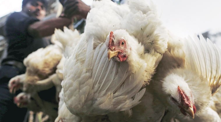 Haryana becomes fifth BJP-ruled state to ban meat