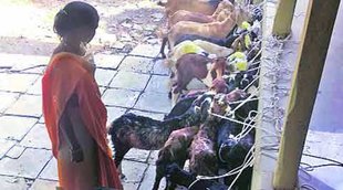 dengue, 800 sold goat milk 1glass, goat milk, delhi, health news, डेंगू, बकरी का दूध, सफरदरजंग हॉस्पिटल