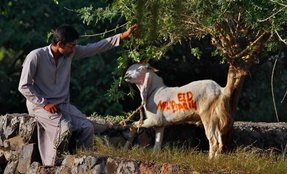 OLX, Quikr, Online booking, bakra eid, billy goat book online, बकरीद, क्विकर, ओएलएक्स, ऑनलाइन बुकिंग