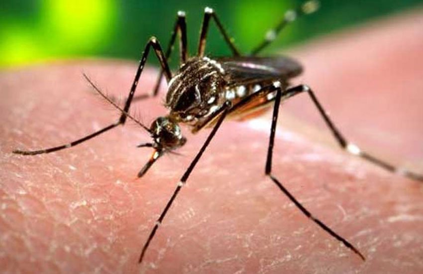 dengue, malaria, disease, jansatta editorial, article
