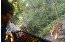 amitabh bachchan, amitabh, big b, jungle safari, sanjay gandhi national park, amitabh, big b, big b tiger, amitabh bachchan tiger pictures, big b pictures, big b pics, amitabh bachchan tiger ambassador, entertainment, bollywood, अमिताभ बच्चन, अमिताभ बच्चन बाघ, संजय गांधी नेशनल पार्क