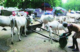 Beef, BJP, Narendra Modi, Modi Govt, Beef Export, Beef Politics, बीफ, गोमांस, भाजपा, मोदी सरकार, मांस निर्यात, गोमांस पर राजनीति