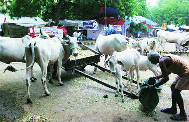 Beef, BJP, Narendra Modi, Modi Govt, Beef Export, Beef Politics, बीफ, गोमांस, भाजपा, मोदी सरकार, मांस निर्यात, गोमांस पर राजनीति