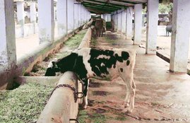 Congress Corporator, Cow Urine, KEM Hospital, Avinash Supe, Shiv Sena-BJP, Parminder Bhamra, North Mumbai, BJP, Brihanmumbai Municipal Corporation