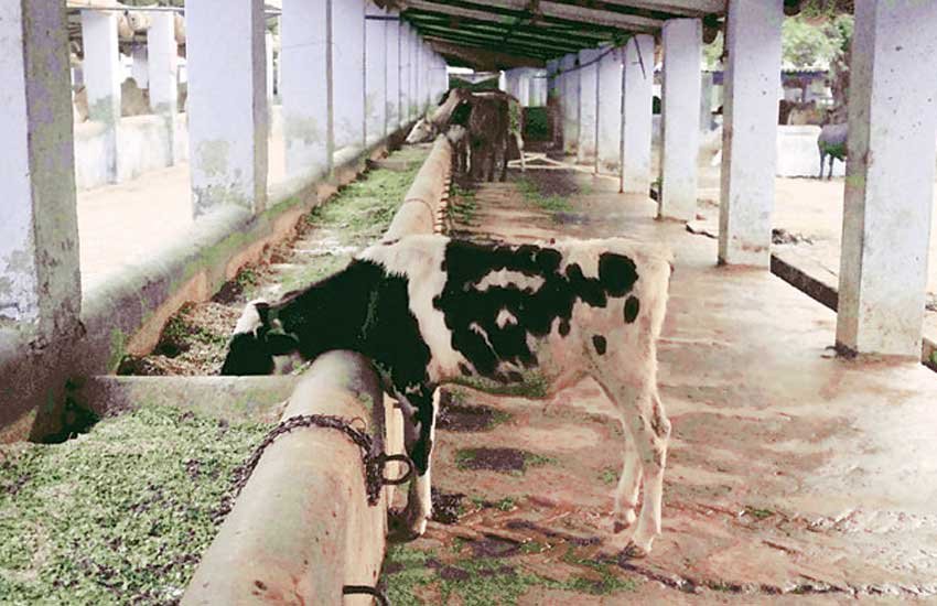 Congress Corporator, Cow Urine, KEM Hospital, Avinash Supe, Shiv Sena-BJP, Parminder Bhamra, North Mumbai, BJP, Brihanmumbai Municipal Corporation