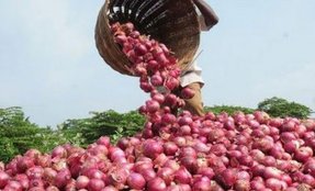 onion import, onion, business news, प्याज, प्याज आयात, कारोबार