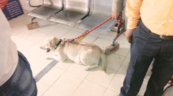 कुत्ता निकला खुशकिस्मत, कोर्ट से मिली क्लीनचिट