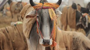 cow slaughter, himachal pradesh cow slaughter, गौहत्‍या