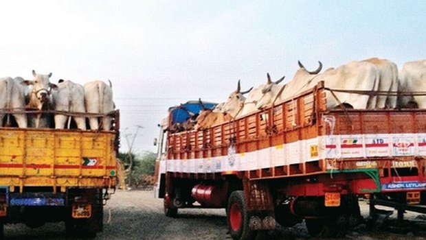 अब शिमला में गाय तस्करी के शक में ट्रक ड्राइवर की पीट-पीट कर हत्या
