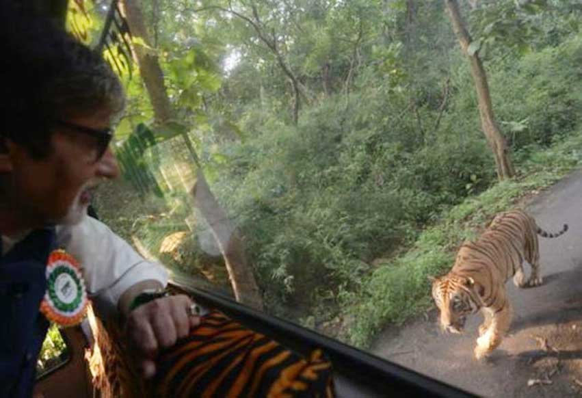 amitabh bachchan, amitabh, big b, jungle safari, sanjay gandhi national park, amitabh, big b, big b tiger, amitabh bachchan tiger pictures, big b pictures, big b pics, amitabh bachchan tiger ambassador, entertainment, bollywood, अमिताभ बच्चन, अमिताभ बच्चन बाघ, संजय गांधी नेशनल पार्क