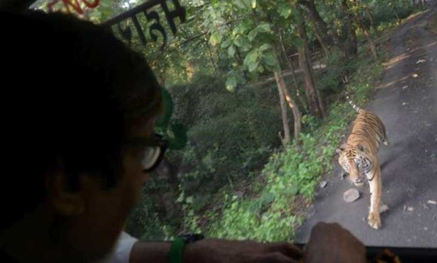 amitabh bachchan, amitabh, big b, jungle safari, sanjay gandhi national park, amitabh, big b, big b tiger, amitabh bachchan tiger pictures, big b pictures, big b pics, amitabh bachchan tiger ambassador, entertainment, bollywood, अमिताभ बच्चन, अमिताभ बच्चन बाघ, संजय गांधी नेशनल पार्क