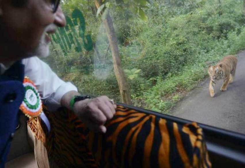 amitabh bachchan, amitabh, big b, jungle safari, sanjay gandhi national park, amitabh, big b, big b tiger, amitabh bachchan tiger pictures, big b pictures, big b pics, amitabh bachchan tiger ambassador, entertainment, bollywood, अमिताभ बच्चन, अमिताभ बच्चन बाघ, संजय गांधी नेशनल पार्क