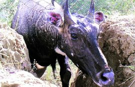 nilgai, nilgai population, nilgai protection, nilgai conservation, nilgai in india, nilgai in rajasthan, nilgais, india news, latest news, नीलगाय, नीलगाय की जनसंख्‍या, राजस्थान