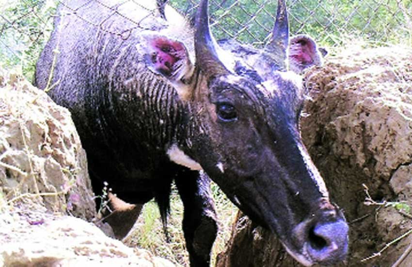 nilgai, nilgai population, nilgai protection, nilgai conservation, nilgai in india, nilgai in rajasthan, nilgais, india news, latest news, नीलगाय, नीलगाय की जनसंख्‍या, राजस्थान