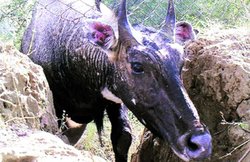 नीलगाय के पीछे भागो, उसका बंध्याकरण करो- राजस्थान में यह नया स्पोर्ट लॉन्च करने जा रही सरकार