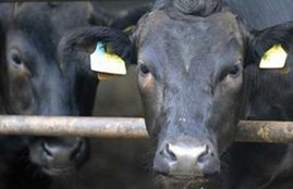 firozabad, firozabad tension, firozabad cow deaths, firozabad protests, firozabad cattle smugglers, firozabad news, up news