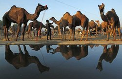 पुष्कर मेले का हुआ रंगारंग आगाज, 27 तक चलेगा