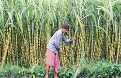 ASSOCHAM: गन्ने के कम उत्पादन से चीनी की मिठास हो सकती कम