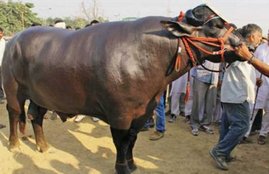 buffalo, buffalo cost 7 crores, special buffalo, haryana, हरियाणा, भैंसा, भैंस उत्सव, सरदार उत्सव मेला, हैदराबाद, मुर्रा भैंस