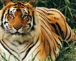 कान्‍हा टाइगर रिजर्व में बाघ ने बाघिन से संबंध बनाने के लिए उसके बच्‍चे को मारा