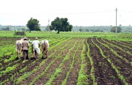 pradhanmantri fasal bima yojna, fasal bima yojna, Narendra Modi, Modi Govt