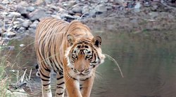 बाघ ‘टी-24’ को फिर भेजा जाए रणथंभौर