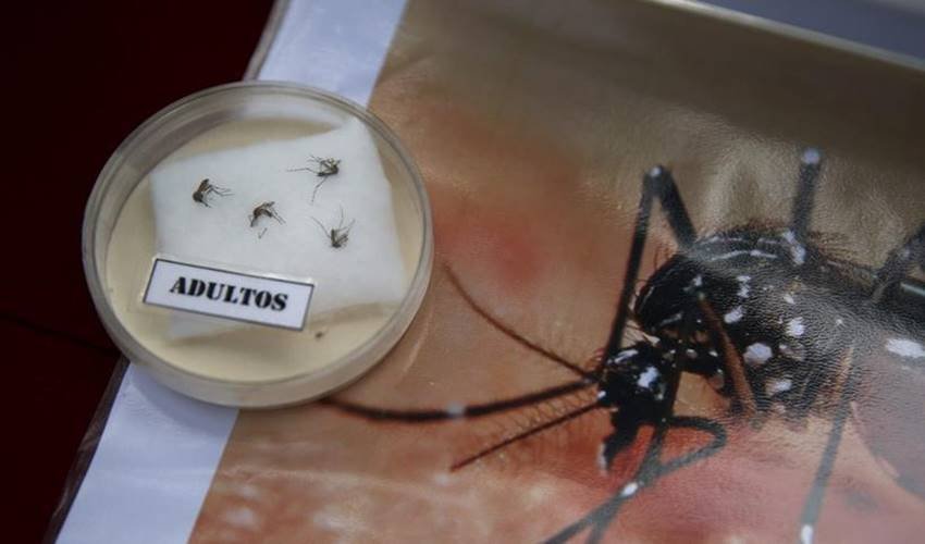 zika virus microcefalia zika zika virus microcefalia