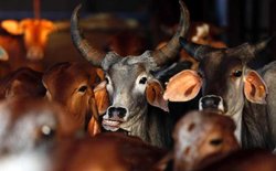 यूपी: धर्मांतरण कर ईसाई बनाने और जबरन बीफ खिलाने के आरोपी को सिर मुंडाकर गधे पर घुमाया
